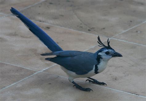 Blue And White Bird With Long Tail Bird Walls