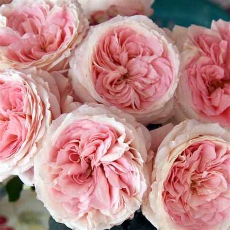 Mayras Bridal Pink Roses Garden Roses Direct