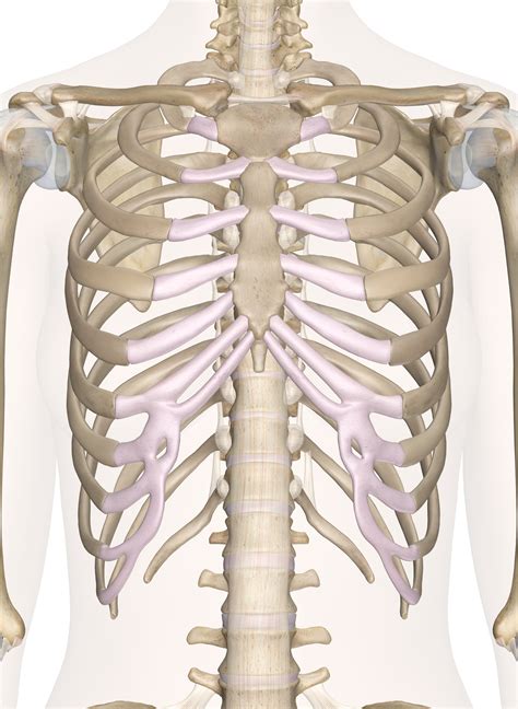 The Chest And Upper Back Bones 3d Anatomy Model
