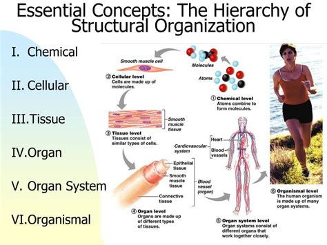 Ppt Chapter 1 The Human Body An Orientation Powerpoint