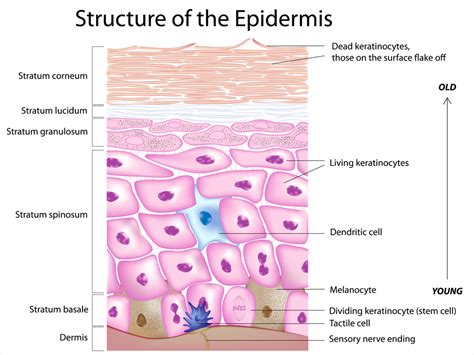 Epidermal Skin Cells About Dermatology