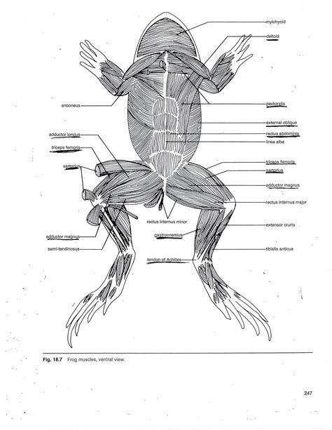 Ventral View Of Frog Bone Similiar Frog Dissection Diagram Keywords