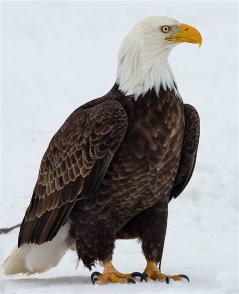 A Portrait Of Americas National Bird A Mature Bald Eagle