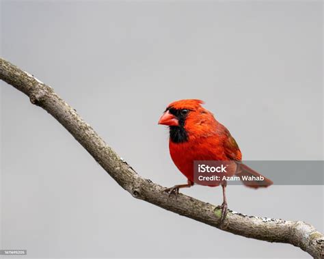 Northern Cardinal Facts Diet Habitat Stock Photo Download Image Now