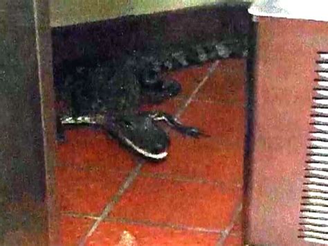 Florida Man Charged After Throwing Live Alligator Into Drive Through Window