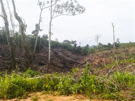 Deforestation In Borneo Thousand First Steps