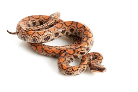 Brazilian Rainbow Boa Care Guide And Info Petsoid