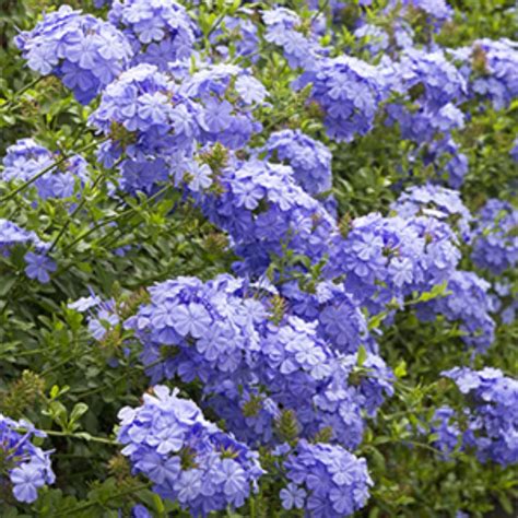 Southwest 5 Shrubs That Look Great In August Zone 6 10 This Is