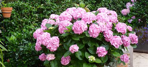 Many plants that thrive in shade gardens also prefer moist conditions and soil, and thus make beautiful choices for surrounding an outdoor fountain or other water source. Shade plants for small gardens | Flower Power