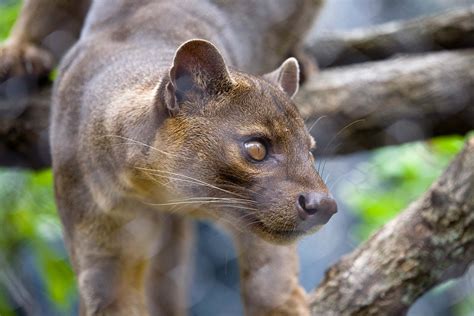 Fossa Zoo Atlanta