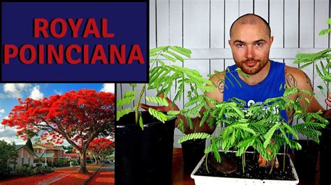 Growing Royal Poinciana From Seed Part 2 Delonix Regia Youtube