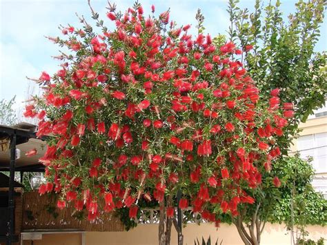 Callistemon Citrinus Bottle Brush Tree Tree With Red Flowers