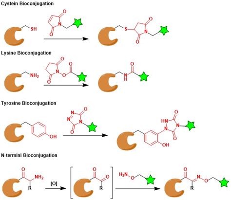 Bioconjugation Chem Station Int Ed