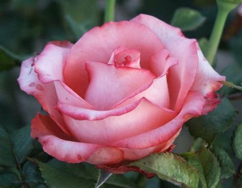 Osiria Hybrid Roses Pin It Like Visit Site Hybridtearoses With
