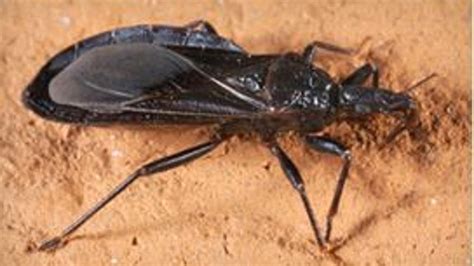 Dangerous ‘kissing Bug Spreads To More Than Half Of Us Including