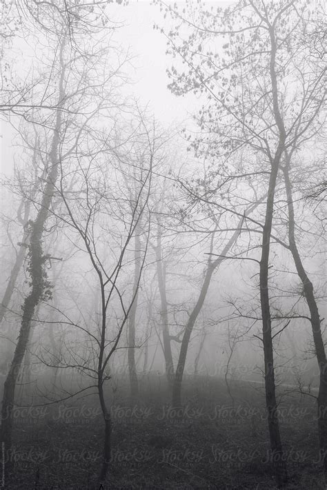 Foggy Forest By Stocksy Contributor Pixel Stories Stocksy