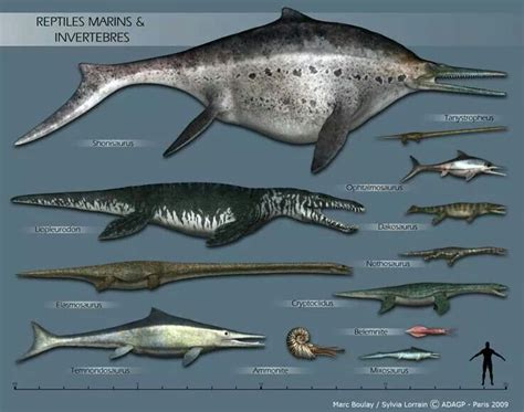 Size Comparison Prehistoric Animals Prehistoric Wildlife Extinct