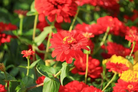 Red Zinnia Flower Beautiful In The Garden Stock Image Image Of Floral