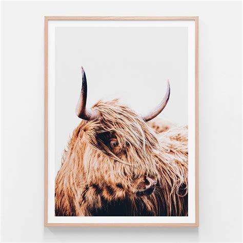 Hamish Highland Cow Framed Print Or Canvas Wall Art 41 Orchard