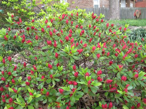 These bushes are low maintenance and are said to be deer resistance. red flowering bush