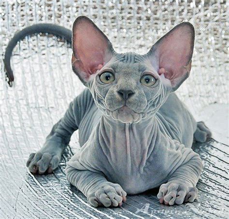 351 Best Images About Sphynx Cats On Pinterest Cats Cornish Rex And Aliens