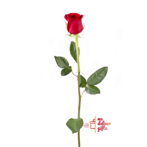 Single Red Rose We Deliver Ts Lebanon