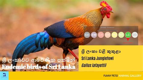 ශ්‍රි ලංකා වළි කුකුළා Wali Kukula Sri Lanka Junglefowl Gallus
