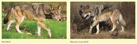 Red Wolves Mexican Gray Wolves Are Valid Taxonomic Species