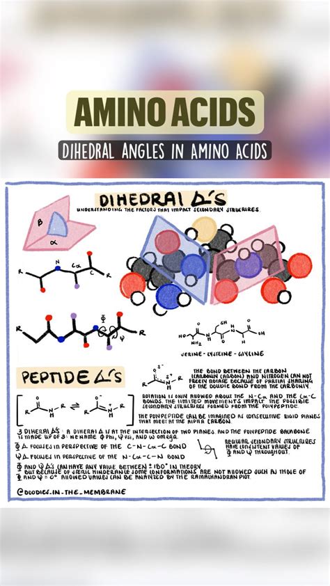 Amino Acids Infographic