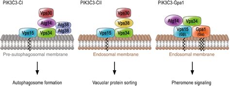 the class iii phosphatidylinositol 3 kinase vps34 in saccharomyces cerevisiae