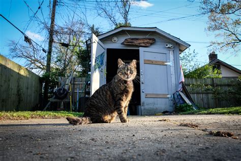 How To Help Community Cats In Memphis Choose901