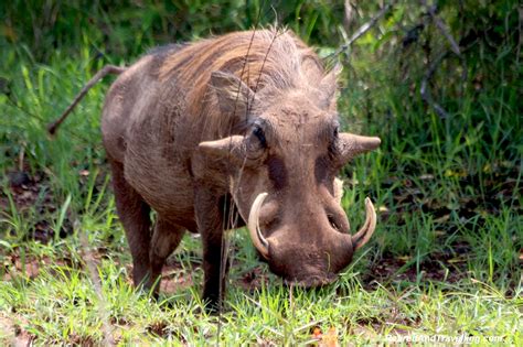 Our First Sight Of African Animals In Kenya Retired And Travelling