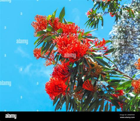 Flowers Queensland Tree Waratah In Vibrant Brilliant Flaming Red Bloom