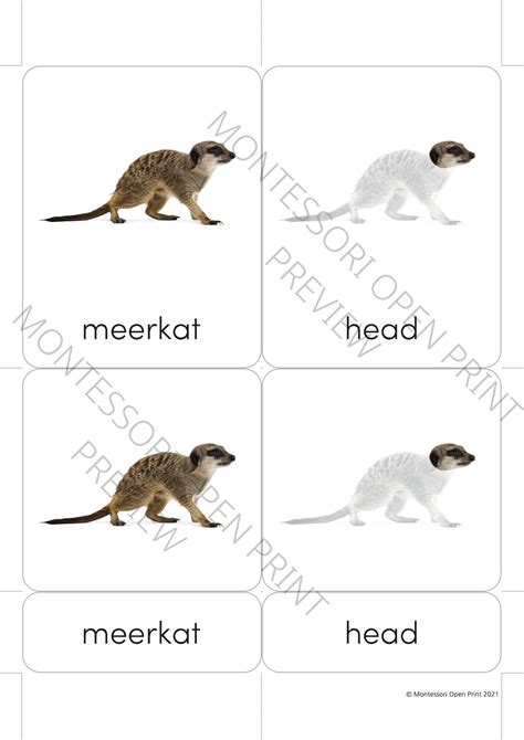 Montessori 3 Part Cards Parts Of A Meerkat Etsy