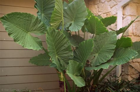 Alocasia odora er også kjent som elefantøreplante på grunn av de kolossalt store bladene og den generelle formen på løvet. It's Not Work, It's Gardening!: Alocasia seed pod or goofy ...