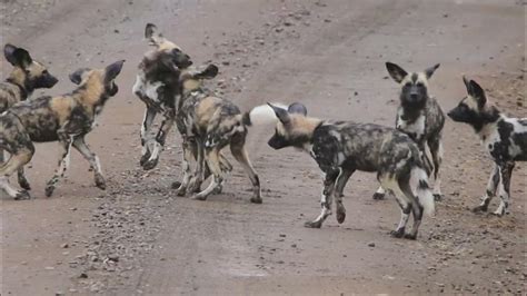 African Wild Dog Puppies Enjoy Playing Together Youtube