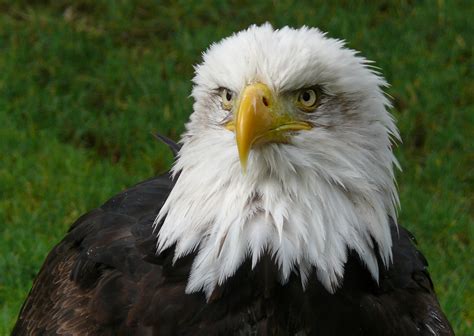 Eagle Wikipedia