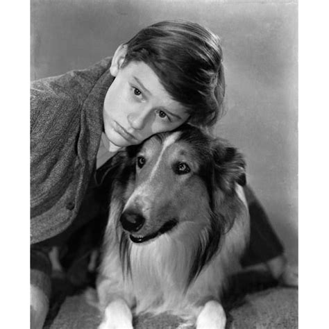 Lassie Come Home Roddy Mcdowall Lassie 1943 Photo Print 8 X 10