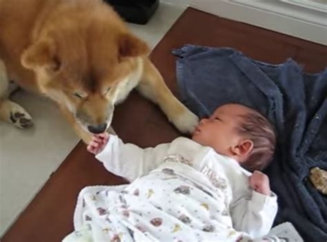 柴犬が、お家に生まれた赤ちゃんと初対面。とまどいから、成長し仲良しになった姿に胸がジーン【動画】 2020年2月17日 エキサイトニュース