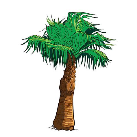 Sabal Palm Tree Illustrations Royalty Free Vector Graphics And Clip Art