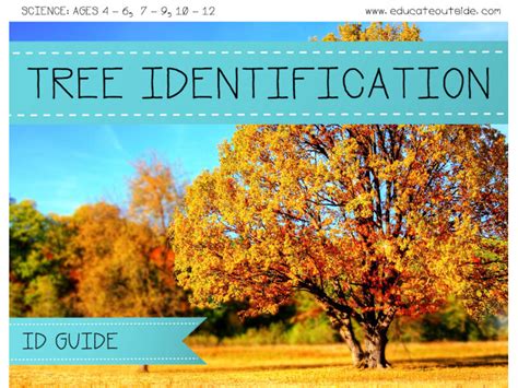 British Tree Identification Guide Educate Outside