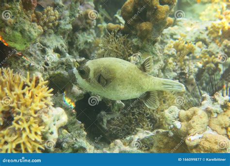 Close Up Masked Pufferfish Close To A Hard Coral Pufferfish Swimming
