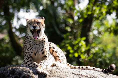 Pin By Felicity Dunkle On Cheetah Cheetah Big Cats Cats