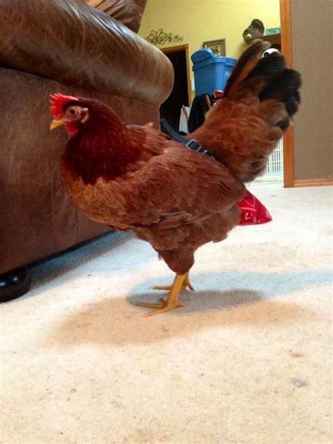 So a friend of mine has an indoor pet chicken.now that chicken wears 