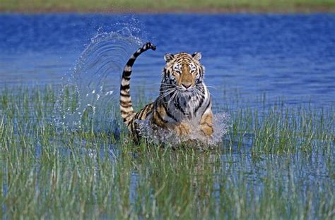 Bengal Tiger Panthera Tigris Tigris Adult Running Through Water Stock