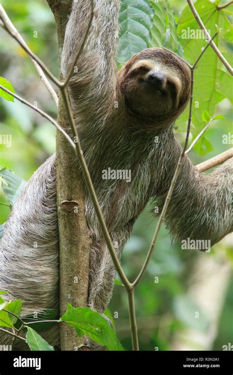 Brown Throated Three Toed Sloth Bradypus Variegatus Manuel Antonio