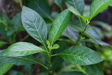 Discovering African Herbal Tea For Boosting Immune System Bitter Leaf