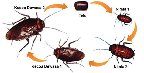 Hewan yang baru saja menetas dari telur, bentuknya mirip dengan hewan dewasa. Macam Macam Metamorfosis Pada Hewan - Mathemathika