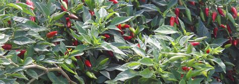 Chili Farming Maputo National Park