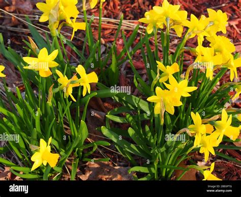 Group Of Yellow Daffodils Naturalizing Stock Photo Alamy
